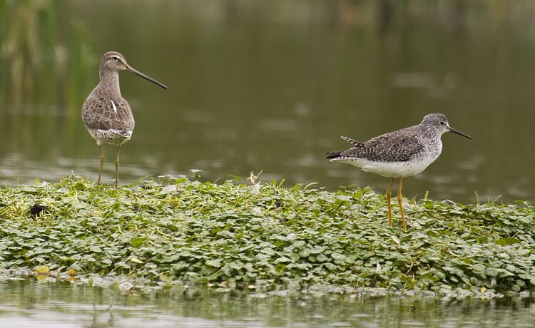 Long-billed-Dowitcher DMB2