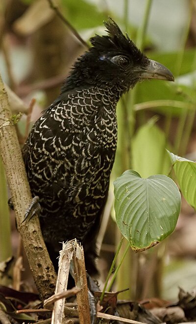 Banded-Ground-cuckoo-Dusan-Brinkhuizen AE2