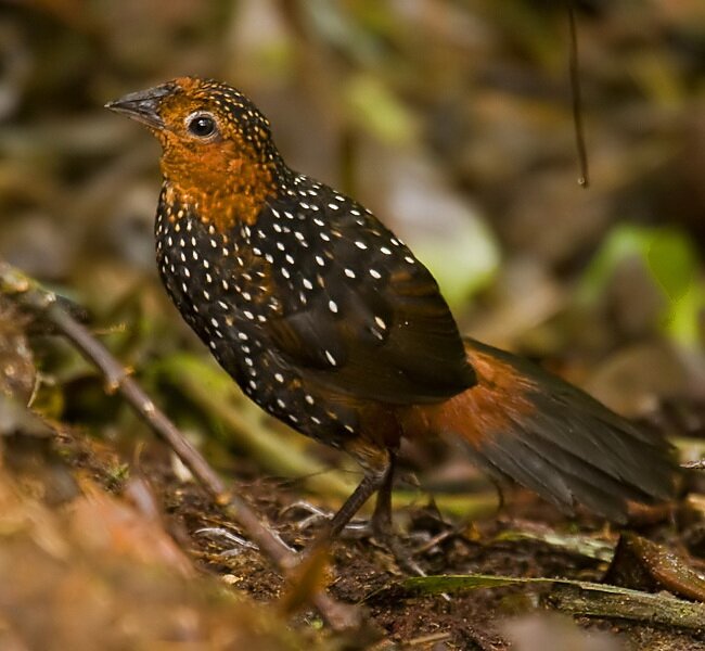 Occelated Tapaculo AE