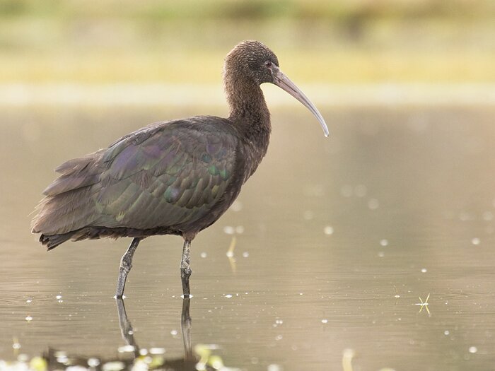 Puna-Ibis-Dusan-Brinkhuizen-AE