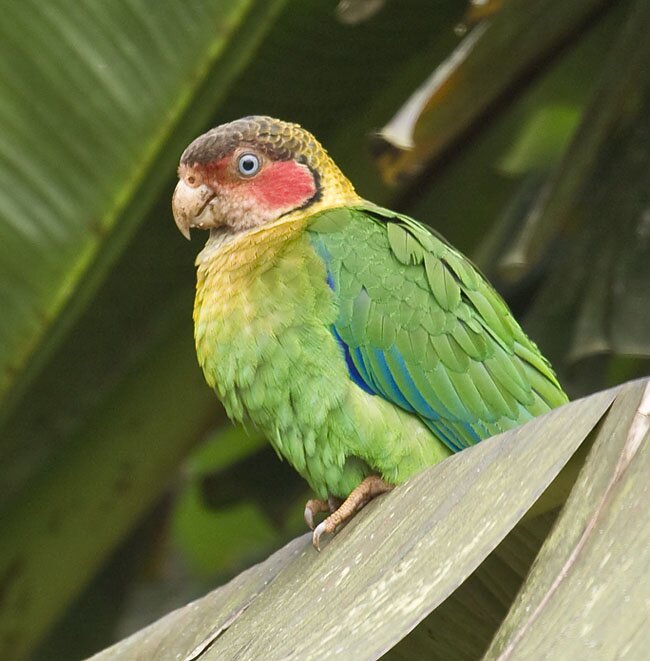 Rose-faced-Parrot-Dusan-Brinkhuizen-AE
