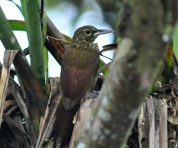 SolutionSpotted Woodcreeper
