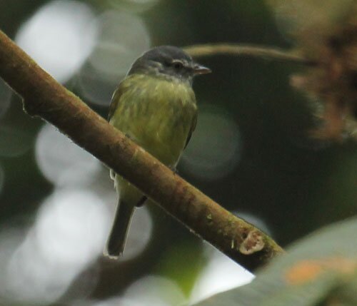 White-fronted-Tyrannulet-Solution