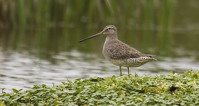 Long-billed-Dowitcher DMB1