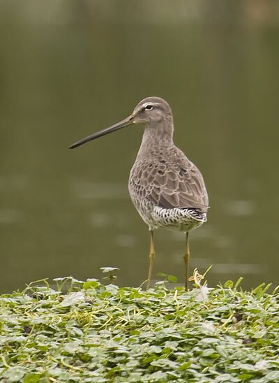 Long-billed-Dowitcher DMB4