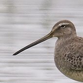 Long-billed-Dowitcher DMB5