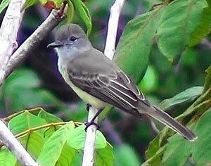 Panama Flycatcher B