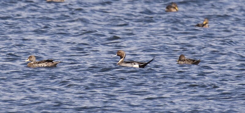 Pintail-2