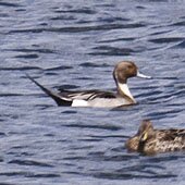 Pintail-5