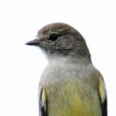 Southern Scrub Flycatcher-AE