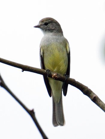 Southern Scrub Flycatcher AE1