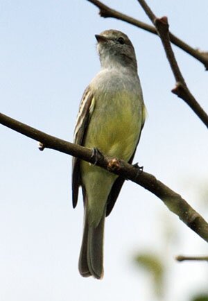 Southern Scrub Flycatcher AE2