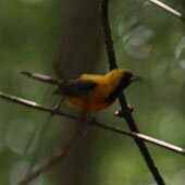 Yellow backed Oriole 1