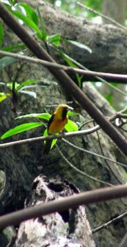 Yellow backed Oriole 2