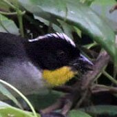 Yellow-throated Brush-finch 2