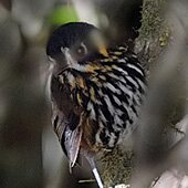 cresent-faced-antpitta_1_small