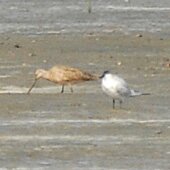marbled_godwit_small
