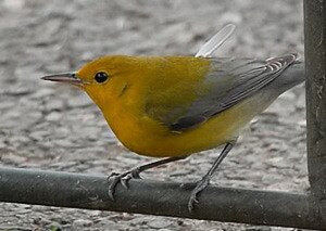 prothonotarywarbler2_filtered