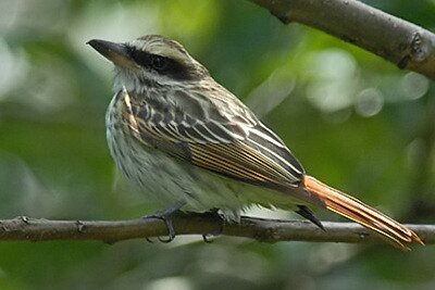 streakedflycatcher_filtered