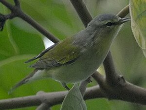 Tennesee Warbler by Roger Ahlman